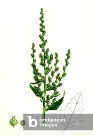 Image result for Atriplex patula