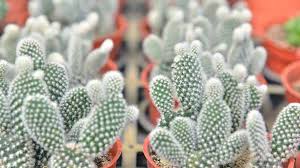 Un modo unico per scoprire la natura e gli spazi del nord america, viaggiando su strade nascoste attraverso deserti. Cacti Profile Rayagarden
