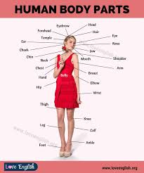 For other uses, see shoulder (disambiguation). Body Parts Names 65 Proper Names For Human Body Parts Love English