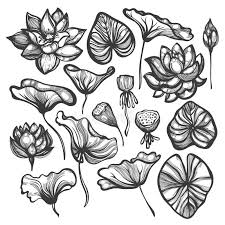 Nelumbo Lotus Set Of Flowers Buds Leaves Seed Pods Sketch Floral Botanical Aff Buds Leaves Seed F Seed Illustration Seed Pods Lotus Flower Art