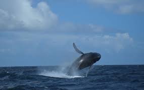 Resultado de imagen para ballena jorobada en samana