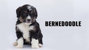 The bernese mountain dog originated in switzerland while the poodle originated in germany and france. Bernedoodle Dog Breed Information Of The Low Shedding Dog Petmoo