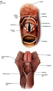Maybe you would like to learn more about one of these? Cavities Of The Vocal Tract Flashcards Chegg Com