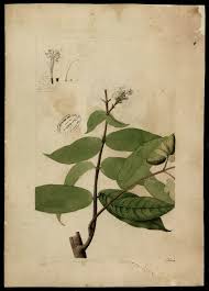 Image result for Rubiaceae