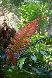 Image result for Blechnum punctulatum