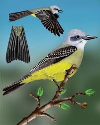 Large Brown Bird With White Stripes On Wings And Tail Tropical Kingbird Large Flycatcher With Olive Gray Upperparts Gray Head Inconspicuous Orange Crown Patch Pale Throat Dark Ey Dark Eyes Tropical Flycatcher