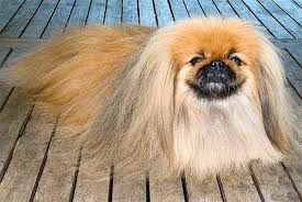 Pekingese Dog Breed Information Pictures Characteristics