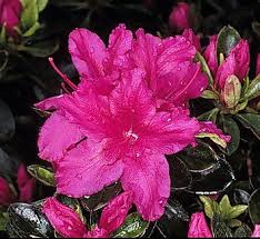 Azalea Girard S Fuchsia Rhododendron Girard S Fuchsia Girards Fuchsia Evergreen Azalea Azaleas Plants Purple Flowers