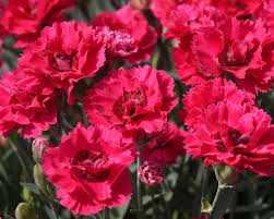 How to design with dianthus in the garden add to borders and containers where you are most likely to pass by during the heat of day when the spicy fragrace is at. Planting And Caring For Dianthus Mygarden Com