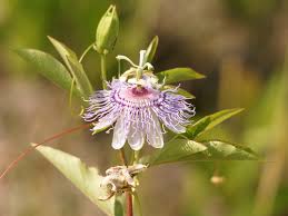 Passiflora Incarnata Wikipedia