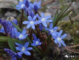 Image result for Scilla achtenii