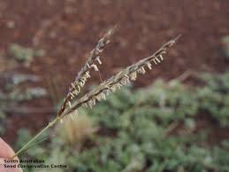 Image result for Eulalia aurea