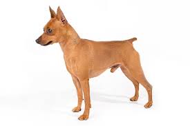 miniature pinscher dog breed information