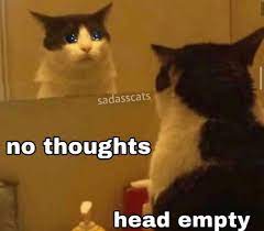 Pin By Bane Of All Evil On Reaction Images Cute Cats And Kittens Kittens Cutest Kittens