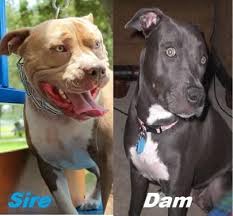 Beach christmas decorations ukc registration. Pr Blue Nose Pit Bull Puppies 12 Weeks Old For Sale In Apollo Beach Florida Classified Americanlisted Com