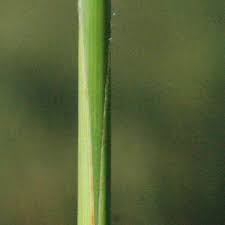 Image result for Panicum kalaharense
