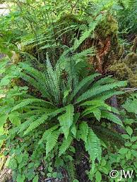 Image result for Blechnum ivohibense
