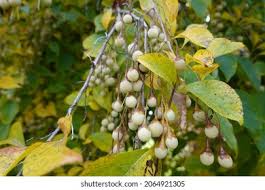 Image result for Styracaceae