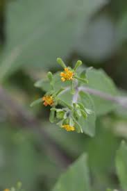 Image result for Sigesbeckia