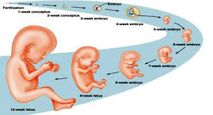 Gambar usg 4d proses perkembangan pertumbuhan bayi janin dalam kandungan usia 29 minggu (7 bulan lebih) : Perkembangan Janin Dalam Rahim Bulan 1 Sampai 9 Wartasolo Com Berita Dan Informasi Terkini