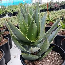 Image result for Aloe macrosiphon