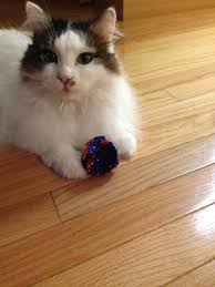 I'm honest, polite, caring, athletic person that you are looking for, with the unstoppable passion and energy. The Cats Meow Lacey Wa Pet Sitter
