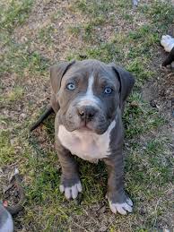 Get a big american bully/ pit bull puppy from big gemini kennels. 500 Blue Nose Brindle American Pitbull Terrier Puppies Born 1242018 Xl Breed 4 Male Pups 500 Each Puppies For Sale Tucson Az Shoppok