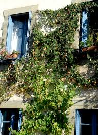 Privilégiez ceux qui résistent à la sécheresse si votre terre est sableuse ou que la région reçoit moins d'eau qu'ailleurs. Passiflore Planter Et Entretenir Ooreka