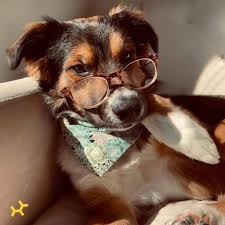 In the test kit, there is a swab that you rub inside your dog's mouth to collect saliva. Embark Dog Dna Test Review Must Read This Before Buying