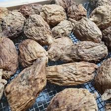 Image result for Aframomum mala