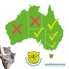 the koala endangered or not australian koala foundation