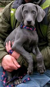 Gorgeous Blue Weimaraner Puppy Always Wanted One Of These Weimaraner Puppies Blue Weimaraner Puppy Dogs
