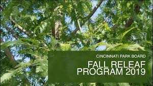 Check spelling or type a new query. Learn About Dawn Redwood Trees Youtube
