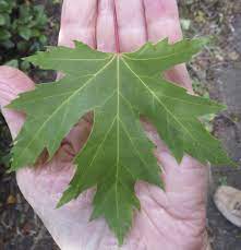 It should not be done every year because it puts. Maples Tree Guide Uk Maple Tree Identification By Leaves And Fruit