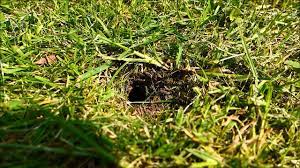 They will sting if the hive is in danger, but. Bumble Bee Underground Nest Youtube