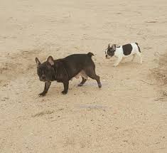 :) since forever, people keep asking if there is any difference between french bulldog. Do Male Or Female Frenchies Make Better Pets Arlees French Bulldogs