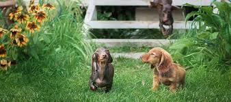 Brown dog foundation was founded in memory of an amazing dog named chocolate chip. Dachshund Dog Breed