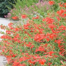 Image result for Ormocarpum zambesianum