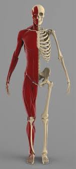 Precise Human Skeleton Muscles 3d Model Human Skeleton Anatomy Skeleton Anatomy Skeleton Muscles