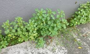 Image result for Acalypha fruticosa