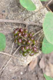 Image result for Ampelocissus obtusata