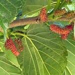 Image result for Morus indica