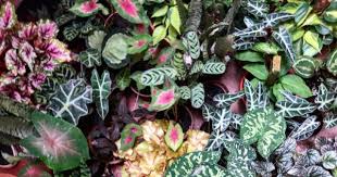 Demikian tentang 40 jenis tanaman hias outdoor yang tahan panas dan hujan. 5 Fakta Mengenai Tanaman Hias Aglaonema Popmama Com