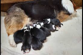 Our standards for pembroke welsh corgi breeders in north carolina were developed with leading veterinarians and animal welfare experts. Debbie Hinson Has Pembroke Welsh Corgi Puppies For Sale In Wingate Nc On Akc Puppyfind Welsh Corgi Puppies Pembroke Welsh Corgi Puppies Corgi Puppies For Sale