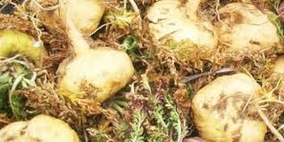 What does maca do for a woman. Yellow Maca Increase Your Energy Properties For Women