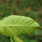 Image result for Holarrhena floribunda