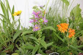 By amanda schmitt janesville area herb society. Welcome To Agrecol Native Nursery Native Seed Plant Nursery