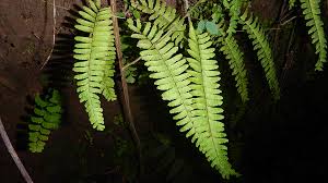 Simply put, there is an extra step in the process. Pteridophytes Pensoft Blog