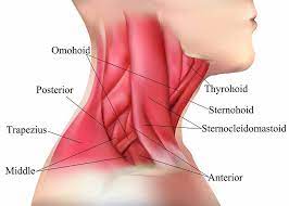Sometimes the most relaxed muscles can be painful. What Is Whiplash Diller Law Personal Injury Law