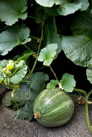 Melone Anbauen Vorziehen Pflanzen Pflegen Und Ernten Gruneliebe Melonen Anbauen Pflanzen Wassermelone Pflanzen